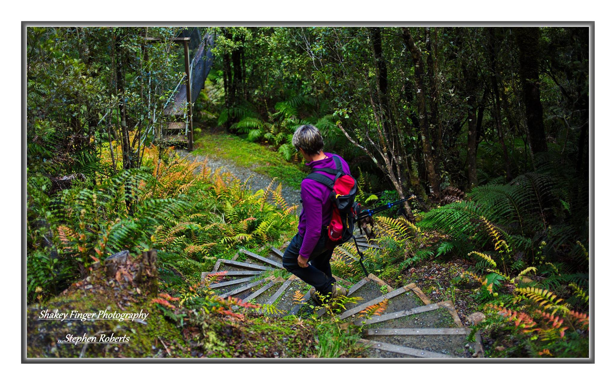 Woods creek track through native forest greymouth west coast