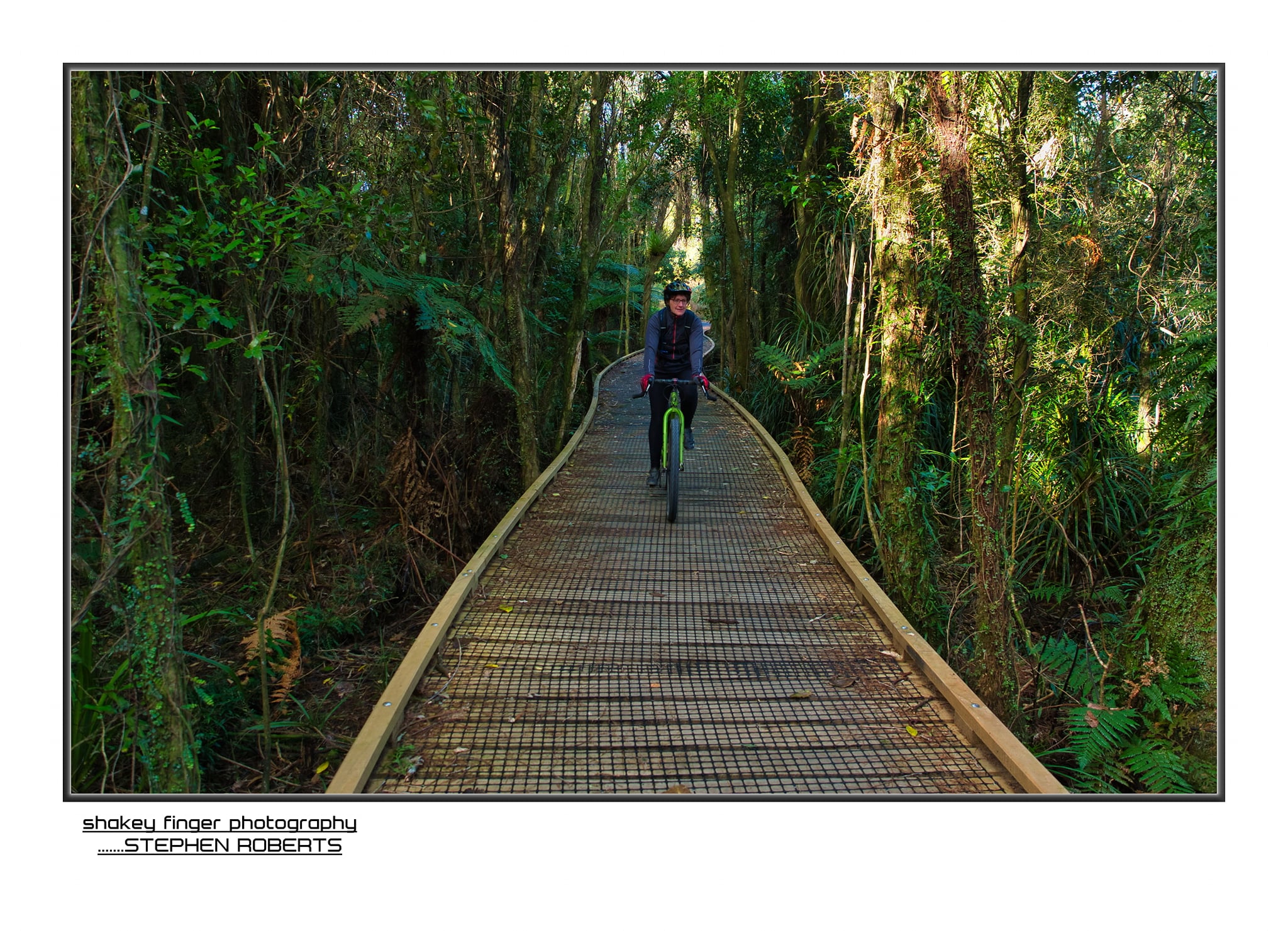 Kawatiri coastal trail along the boardwalks through native bush