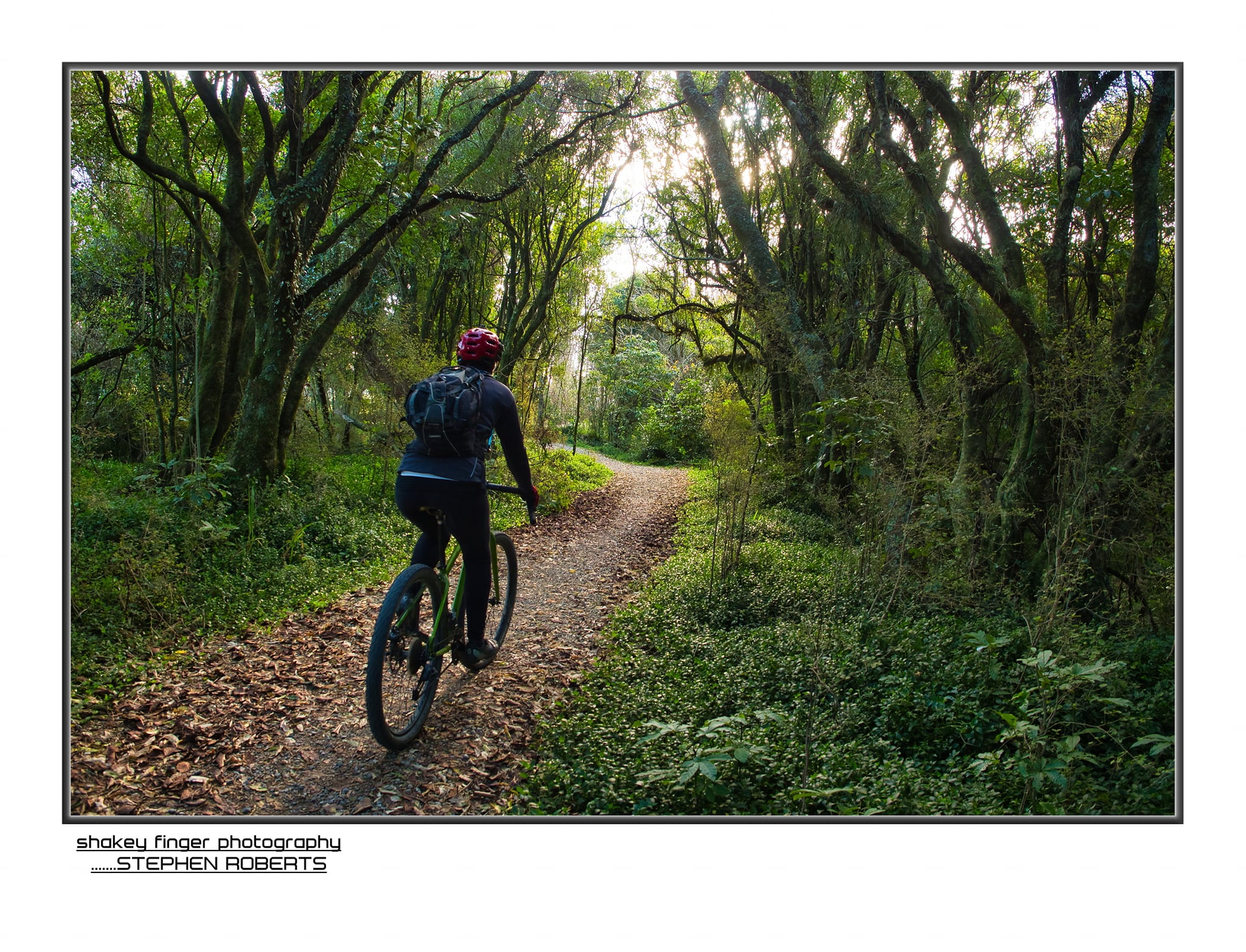 Kawatiri coastal trail through the scrub and bush