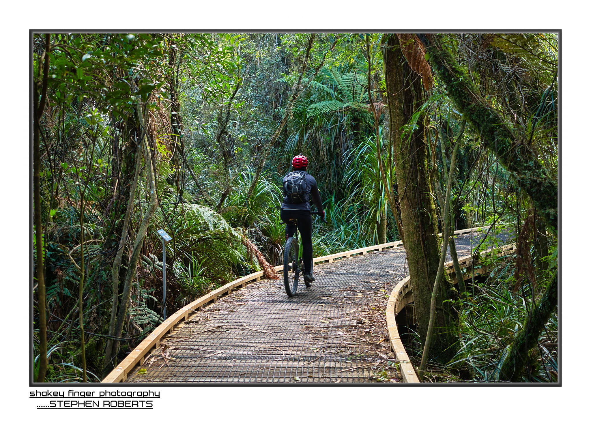 kawatiri coastal trail through the native bush along the boardwalks